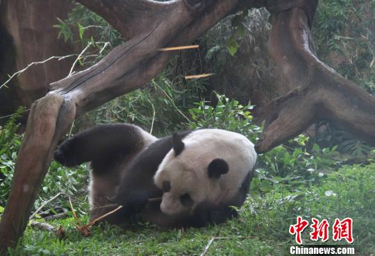 D顰似(c)L z